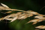 Tall oatgrass